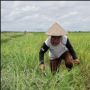 BPS: Maret 2023, Nilai Tukar Petani Subsektor Perkebunan Berada di Posisi Tertinggi