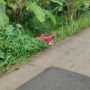 Mengenal Istilah 'Hand Job' di Kasus Pelaku Mutilasi Mayat dalam Koper Merah
