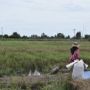 Berkat Food Estate, Petani Makin Untung dan Lahan Makin Produktif