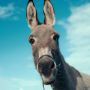 3 Film dengan Sudut Pandang Hewan, Salah Satunya Masuk Nominasi Oscar!