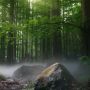 Momentum Pelestarian Hutan dan Kawasan Hijau di Hari Hutan Sedunia