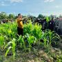 Jokowi Sulap 10 Ribu Hektar Lahan untuk Tanam Jagung di Papua