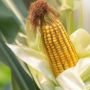 Harga Pakan Ayam Meroket, Bulog Janji Jual Jagung Rp5 Ribu Per Kilogram