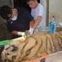 Korban Konflik dengan Manusia, Harimau Dewi Siundul Mati usai Dirawat Intensif