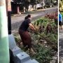 Viral Aksi Emak-emak Tangkap Ular Piton: Bapaknya Dibuat Gak Punya Harga Diri
