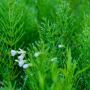 4 Manfaat Rumput Mutiara untuk Kesehatan, Salah Satunya Jaga Fungsi Otak!
