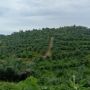 Hilang Rimba Demi Sawit