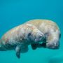 Peringatan Manatee Appreciation Day, Berikut 3 Fakta Unik Mamalia Air Ini