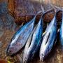 3 Manfaat Ikan Cakalang Bagi Kesehatan, Salah Satunya Tingkatkan Massa Otot