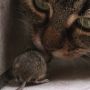 Waspada! 4 Bahaya Kucing Makan Tikus, Bisa Keracunan hingga Kena Penyakit
