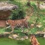 Detik-detik Warga Agam Bertemu Harimau Sumatera Saat Buru Babi, Tubuh Gemetar di Atas Pohon Setinggi 15 Meter!