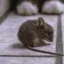 Waspada Hantavirus, Ketahui Cara Membersihkan Kotoran Tikus yang Benar