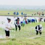 Celana Dilipat, Gaya Jokowi Tanam Padi Bareng Petani di Tuban