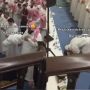 Viral Makmum Tiba-tiba Histeris Saat Shalat Berjamaah, Kerasukan Jin yang Kepanasan Dengar Ayat Suci?