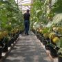 Manisnya Bertani Melon dalam Green House di Magelang, Sekali Panen Hasilkan Rp15 Juta