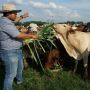 Jelang Lebaran, Great Giant Foods Siap Pasok 10.000 Ekor Sapi
