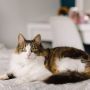 Tak Perlu Khawatir! Ini 5 Tips Aman Meninggalkan Kucing saat Pergi Mudik