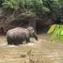 Anggota MPP Penghalau Gajah Resah, Upah 4 Bulan Belum Dibayar Balai TNWK
