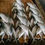 6 Jenis Ikan yang Sebaiknya Dihindari Penderita Asam Urat, Terkenal Sehat tapi Tinggi Purin