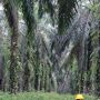 Petani di Sumut Diajarkan Budidaya Sawit Ramah Lingkungan