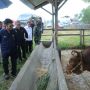 Mentan SYL Dorong Provinsi Sulsel Jadi Sentra Sapi Potong Nasional