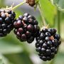 6 Manfaat Buah Blackberry untuk Kesehatan yang Jarang Diketahui