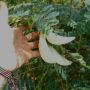 4 Manfaat Kembang Turi Putih bagi Kesehatan yang Jarang Diketahui