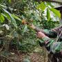 Antisipasi Anomali Cuaca Bikin Gagal Panen, Petani Kopi di Sumsel Diingatkan Hal Ini