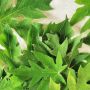 Ini 4 Manfaat Daun Pepaya bagi Kecantikan Wajah, Bisa Mengatasi Jerawat