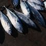 Baik untuk Jantung, Ini 5 Manfaat Ikan Tuna bagi Kesehatan Tubuh