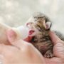 3 Cara Merawat Anak Kucing yang Baru Lahir, Perhatikan Asupan Nutrisinya!