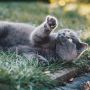 6 Kiat Jitu Atasi Kucing Suka Menggaruk Furniture yang Jarang Diketahui