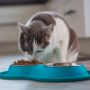 4 Makanan yang Tidak Boleh Diberikan pada Kucing, Segera Hentikan!