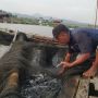 Waduk Saguling, Ladang 'Harta Karun' Bagi Warga Bandung Barat, Bisa Hasilkan Cuan Rp450 Juta