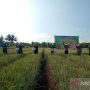 El Nino Hantui Panen Pertanian, Petani Bisa Manfaatkan Asuransi