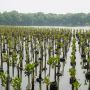 Miliki Peranan Penting Untuk Lingkungan, 3000 Pohon Bakau Akan Ditanam