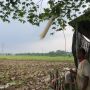Cuaca Panas di Bekasi, Warga Keluh Penggunaan Listrik, Petani Khawatir Perairan Mengering