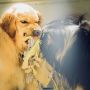 Gara-gara Wabah Rabies, Anjing Liar yang Muncul Langsung Dikejar Dan Dibunuh