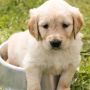 Rabies Kembali Jatuhkan Korban, Kenali 8 Ciri-ciri Anjing Rabies Berikut Ini!