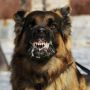 Balita di NTT Meninggal karena Digigit Anjing Rabies, Simak Bahaya Penyakit Anjing Gila