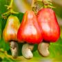 4 Manfaat Jambu Monyet untuk Kesehatan, Bisa Cegah Anemia!