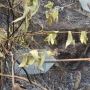 10 Hektare Lahan di Simalungun Terbakar, Ini Kata Polisi