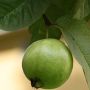 5 Khasiat Daun Jambu Biji untuk Kesehatan, Ampuh Atasi Diare!