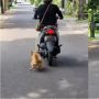 Bikin Emosi, Ibu-Ibu Tarik Anjing sambil Naik Motor hingga Kakinya Berdarah di Bali