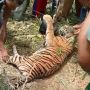 Harimau Sumatera Mati Usai Terjerat Perangkap Babi di Kebun Warga Pasaman