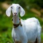 Daftar Harga Kambing Kurban Terbaru 2023, Persiapan Idul Adha 1444 H
