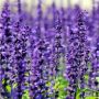 7 Manfaat Bunga Lavender, Hilangkan Stres hingga Cegah Kanker