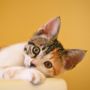 Kenapa Kucing Tidak Masuk Surga? Bikin Pecinta Anabul Nyesek tapi Cuma Bisa Pasrah