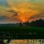Menikmati Indahnya Sunrise di Area Persawahan Kuantan Singingi