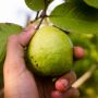 4 Jenis Makanan yang Membantu Meningkatkan Kadar Trombosit Darah